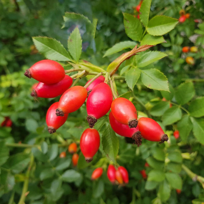 Rose Hip Seed Oil