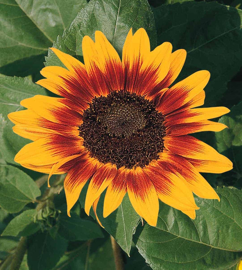 Sunflower Oil